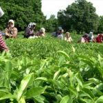 تجار به دنبال صادرات ارزان چای ایرانی